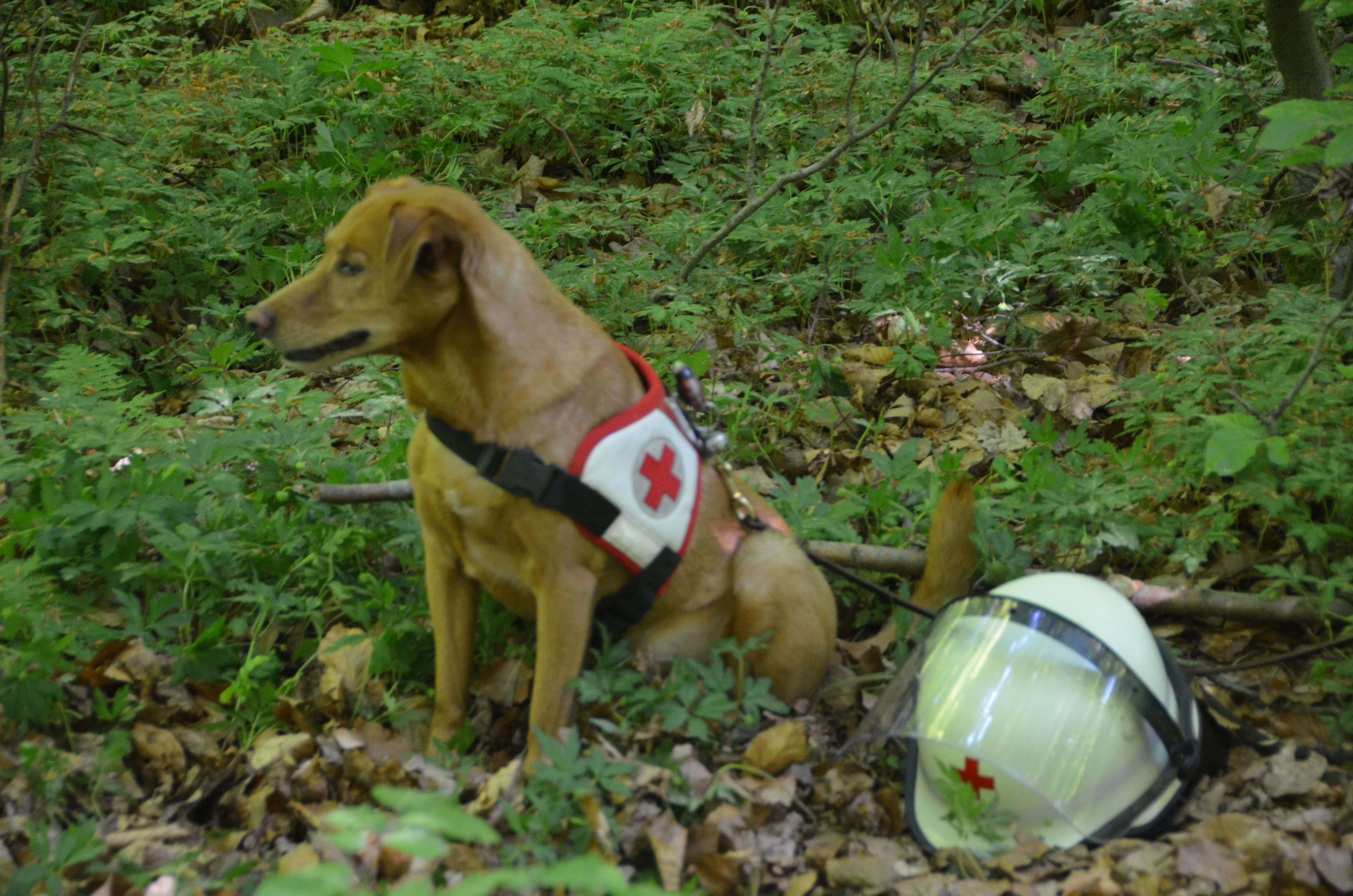 Rettungshund Boby Wartet